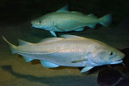 Атлантическая треска (gadus morhua)