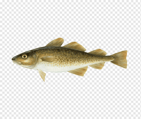 Атлантическая треска (gadus morhua)