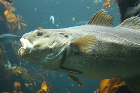 Gadus morhua рыба