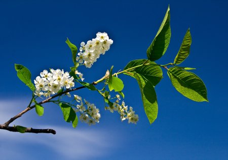 Цветение черёмухи