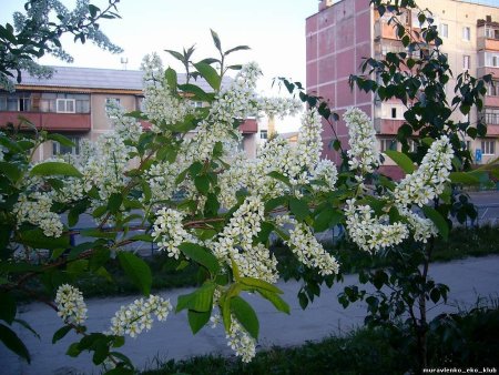 Черемуха цветет в городе