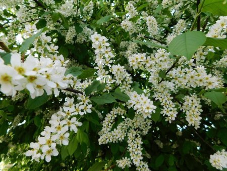 Черёмуха обыкновенная variegata