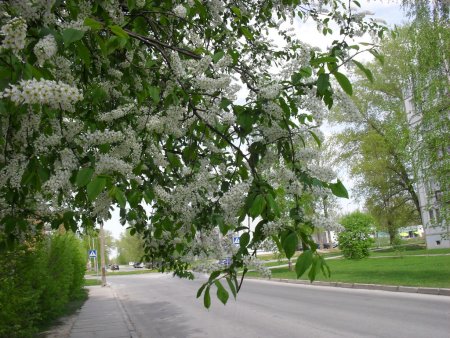 Аллея черемухи