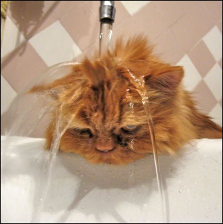 Кошке жарко