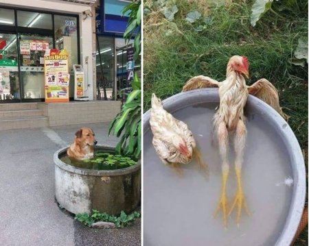 Лето жара приколы