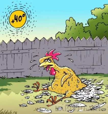 Приколы про жару