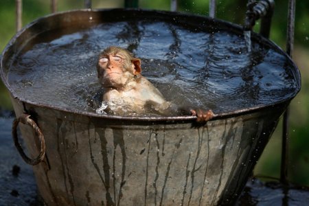 Купаться в тазике