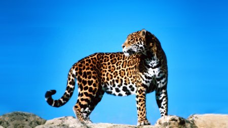 Ягуар Panthera onca