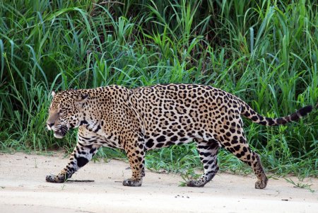 Ягуар Panthera onca