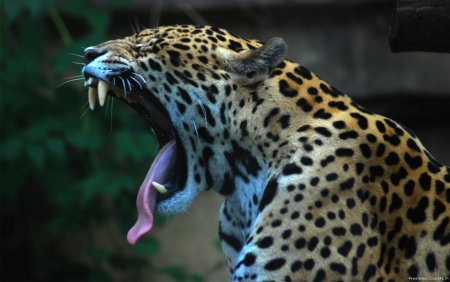 Ягуар Panthera onca