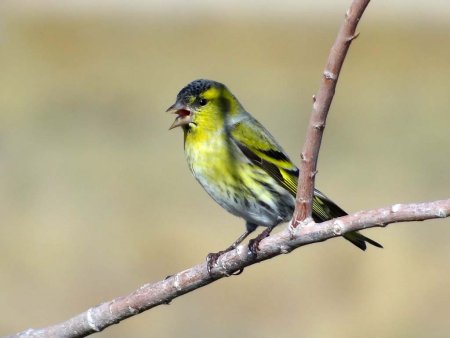 Чиж (лат. Carduelis Spinus