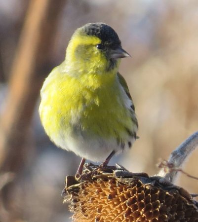 Eurasian Siskin Carduelis Spinus