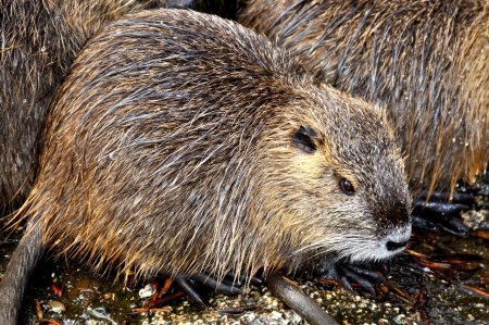Myocastor coypus нутрия