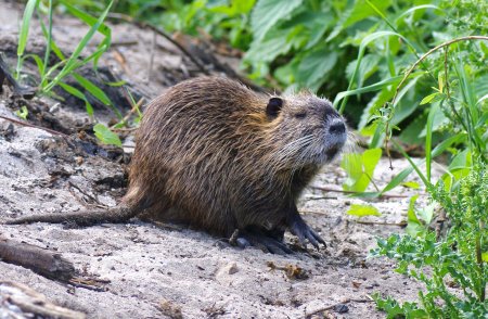 Myocastor coypus нутрия