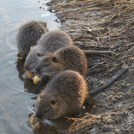 Водяная крыса нутрия