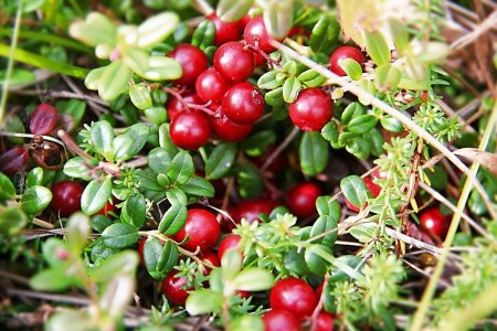 Брусника обыкновенная ягоды