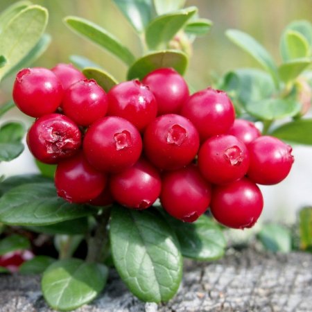 Vaccinium Vitis-idaea Red Pearl