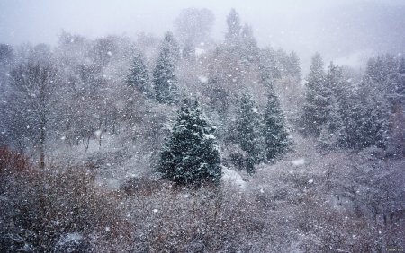 Снежная метель