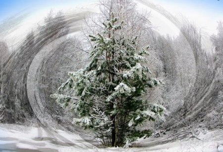 Метель и елка