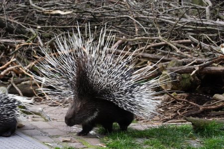 Дикобраз hystrix cristata