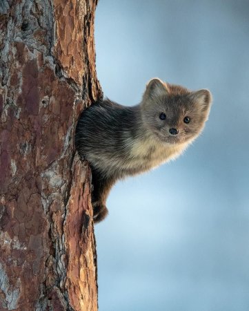 Сибирский Баргузинский Соболь