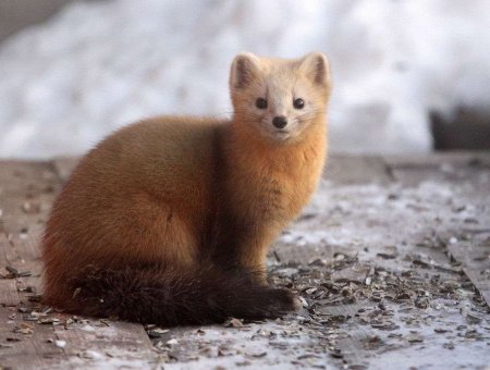 Солонгой Баргузинский заповедник