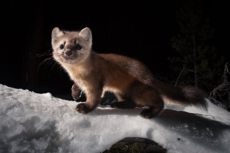 Соболь Баргузин животное