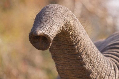 Trunk хобот