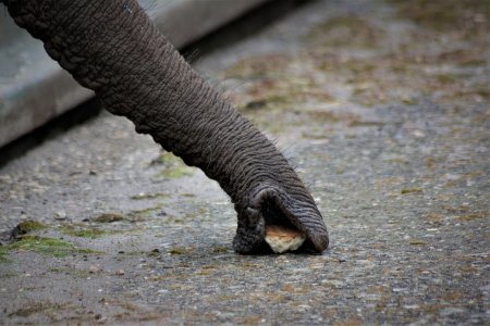 Trunk хобот