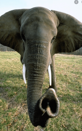 Хобот слона