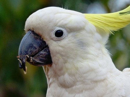 Попугай Какаду