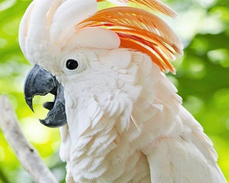 Попугай Какаду
