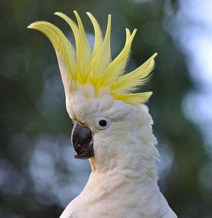 Попугай Какаду самка