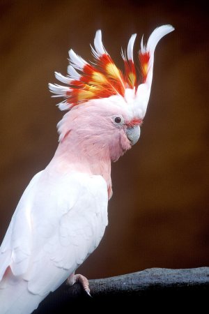 Домашний попугай Какаду