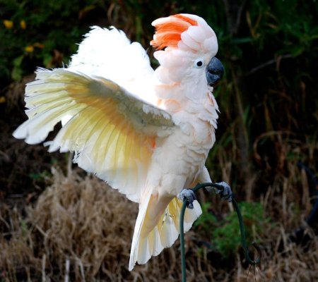 Молуккский Какаду розовый