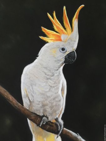 Попугай Какаду