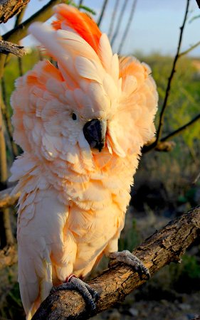 Попугай Какаду розовый