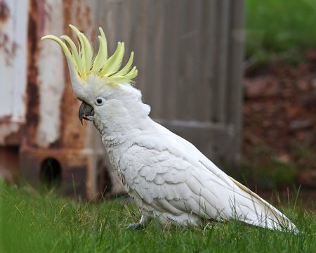 Попугай Какаду с хохолком