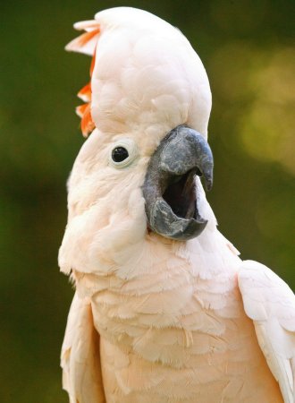 Попугай молуккский Какаду