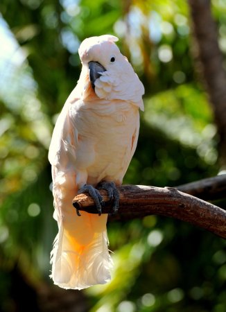 Желтохохлый Какаду