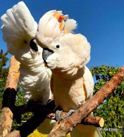 Молуккский Какаду птенцы