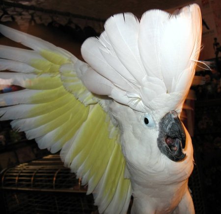 Домашний попугай Какаду