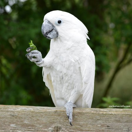 Белохохлый Альба Какаду