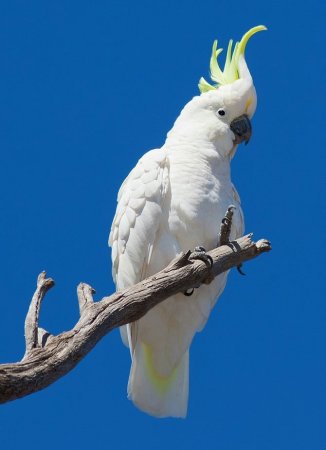 Попугай большой желтохохлый Какаду