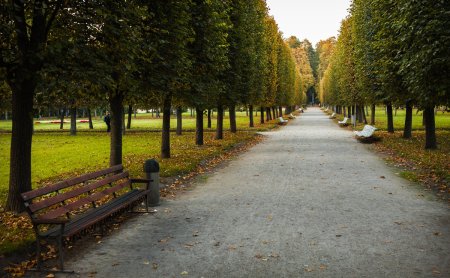 Усадьба Архангельское Липовая аллея