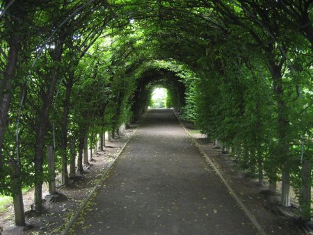 Липовая аллея в Петергофе