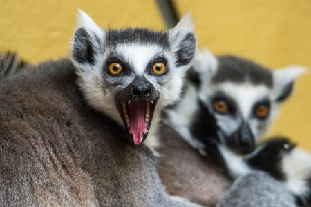 Кошачий лемур лемурообразные