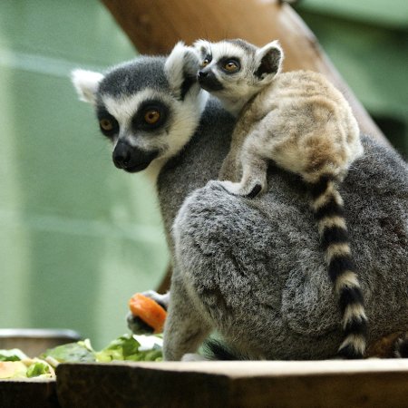 Кошачий лемур