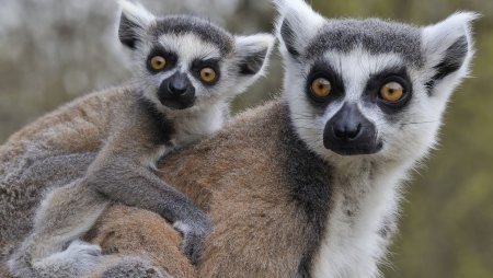 Кошачий лемур лемурообразные