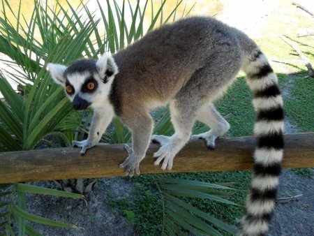 Кошачий лемур (Lemur catta)